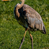 Nikon 8048 - Blue Heron - August 6  2025