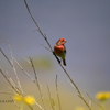 House Finch