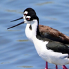 Black necked Stilts
