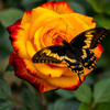 Butterfly Resting on Vibrant Rose