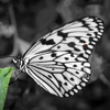 Black, White and maybe a lil color