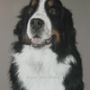 Harvey 