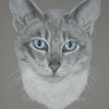 Cleo a Blue point Tonkinese