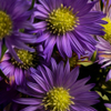 The color purple