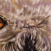 Eye-Catching Snowy Owl