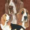 Basset Hound Alteration