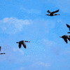 Geese Flying