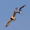 aireal combat Osprey style 