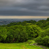 Forest Edge - April 15 2025