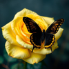 Butterfly on Yellow Rose