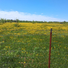 Prarie flowers