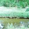 Reedbed