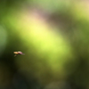 Into The Great Wide Bokeh