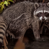 Raccoon on Alhambra Creek - July 12  2025