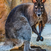 Roo at the Santa Barbara Zoo - September 24 28 2026 1