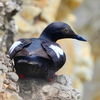 Pigeon Guillemot 