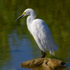 Snow Egret