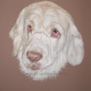 ClumberSpanielfinished zpsde518894