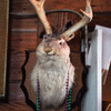 Jackalope