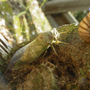 Cicada & Shell