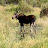 Moose by Carly Jo