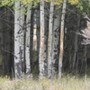 bull moose scrape antlers on trees to rub off velvet 