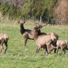 Elk in rut