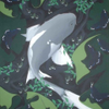 old grey koi