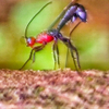 red threat