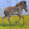 Zebra foal 