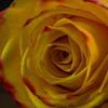 Yellow Rose