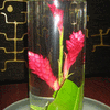 Flowers in water