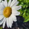 Daisy after the rain