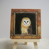 Barn Owl