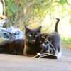 teryl's barn cats 