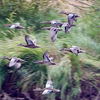 ducks in flight by Carly Jo
