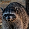 Raccoon - August 1 2026 1