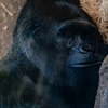 Gorilla at the Santa Barbara Zoo - September 24 28 2026 1
