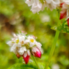 flowers in autumn