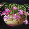 Christmas Cactus by K Henderson