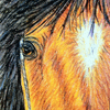 Wild Mustang ACEO