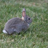 sweet little bunny 