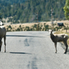 Montana traffic jam