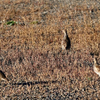 quail