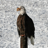 a very elderly Eagle 
