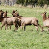 ELK