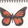 Butterfly Sketch