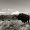 Bison
