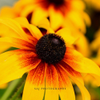Wildflower 