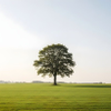 Solitary green tree stands prominently centered within a vast open agricultural field under a bright